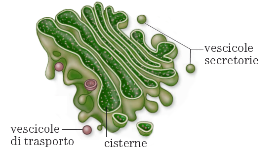 Apparato di Golgi immagine
