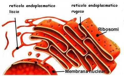 Reticolo Endoplasmatico immagine